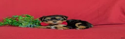 Shorkie dogs for sale: MacDuff Hypoallergenic - Ad 6