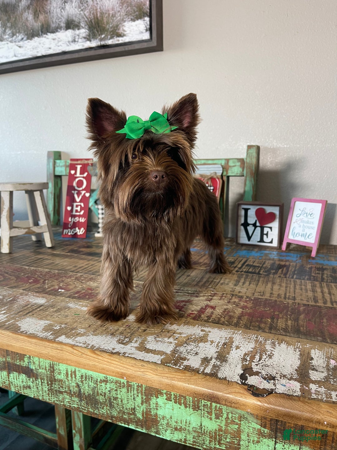 Yorkshire Terrier dogs for sale: Chocolate Coco - Ad 6
