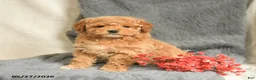 Maltipoo dogs for sale: Sandy - Ad 3
