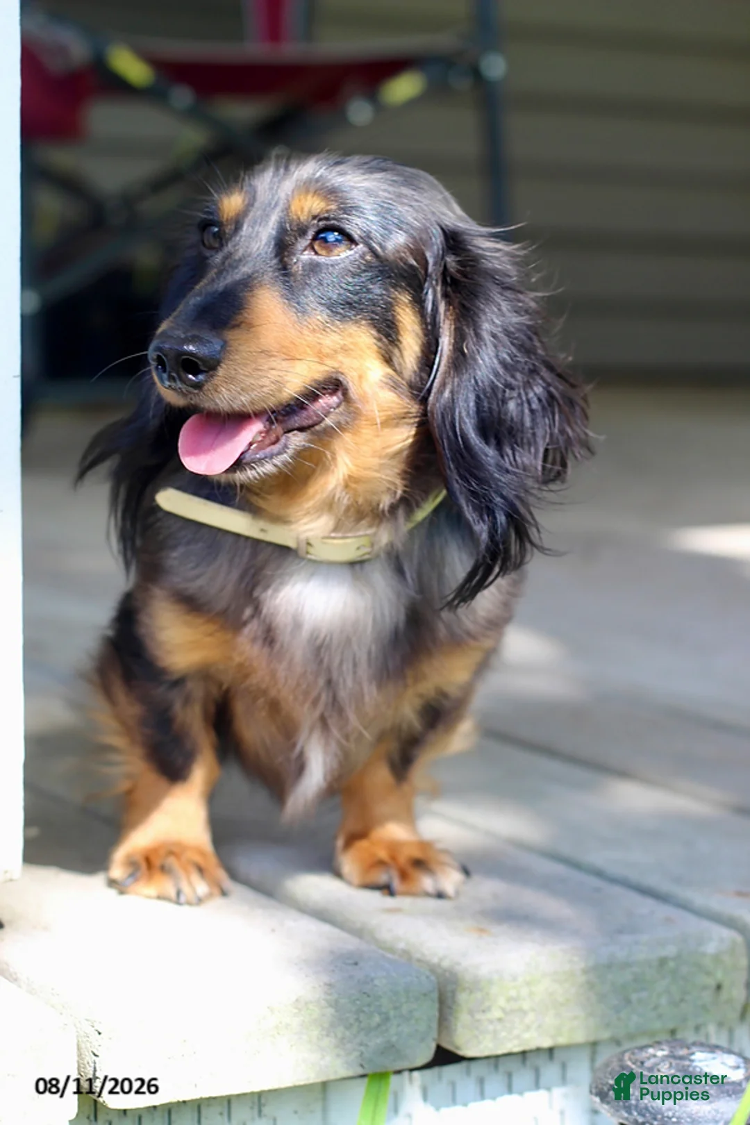 Doxiepoo dogs for sale: Alex - Ad 8