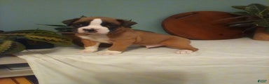 Boxer Puppy 1