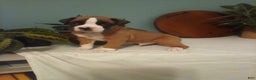 Boxer dogs for sale: Boxer Puppy 1 - Ad 1