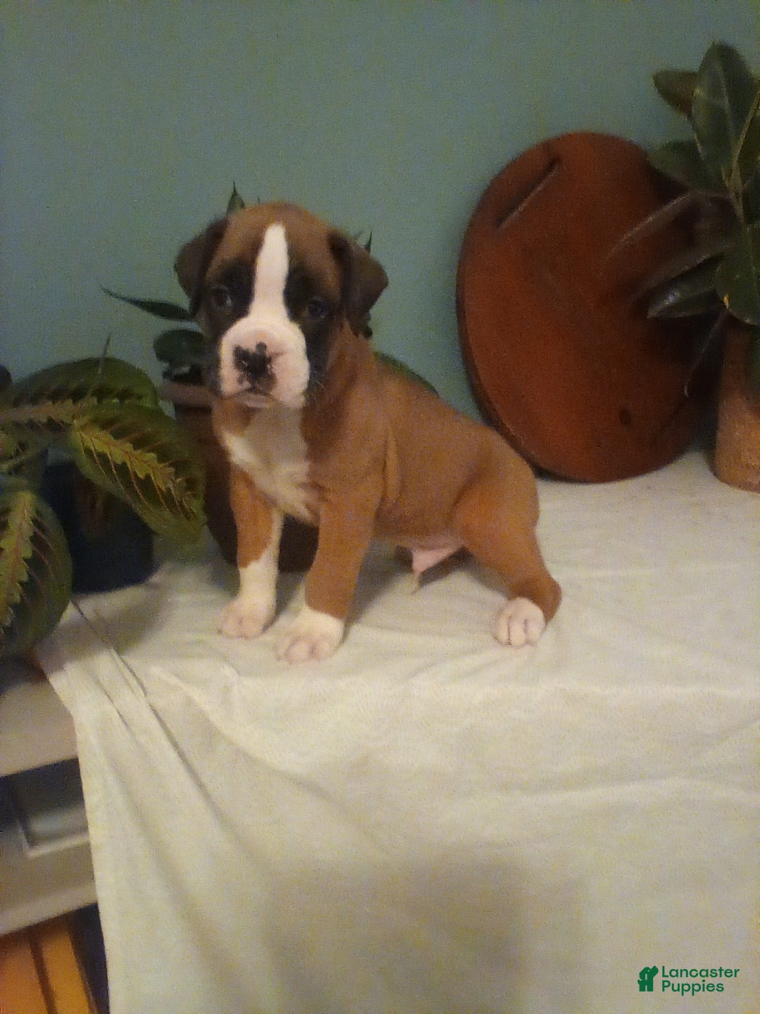 Boxer dogs for sale: Boxer Puppy 1 - Ad 1