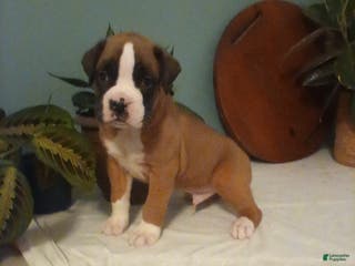 Boxer dogs Boxer Puppy 1 - Ad 20