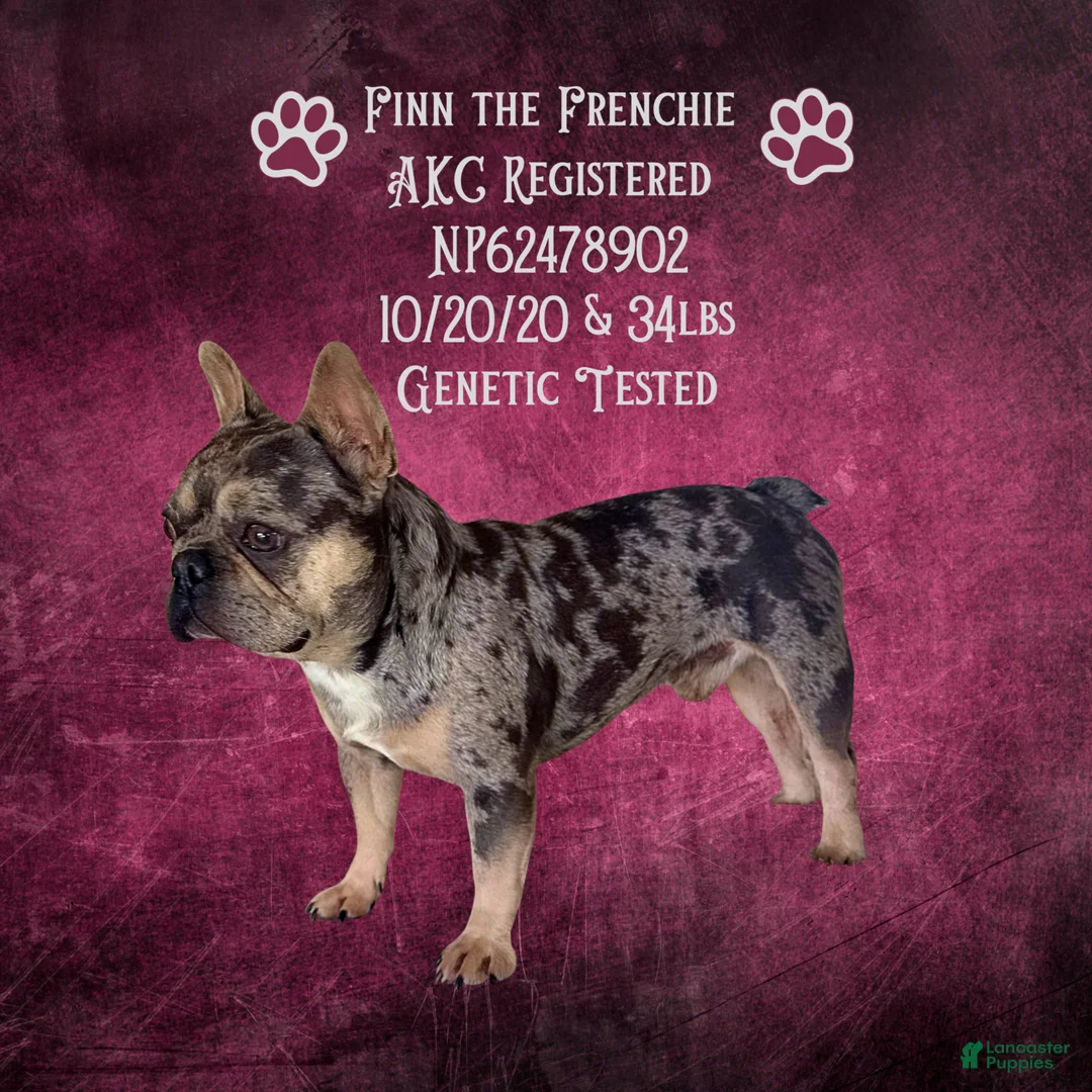 French Bulldog dogs for sale: Rowan “Green”Collar, Male - Ad 6