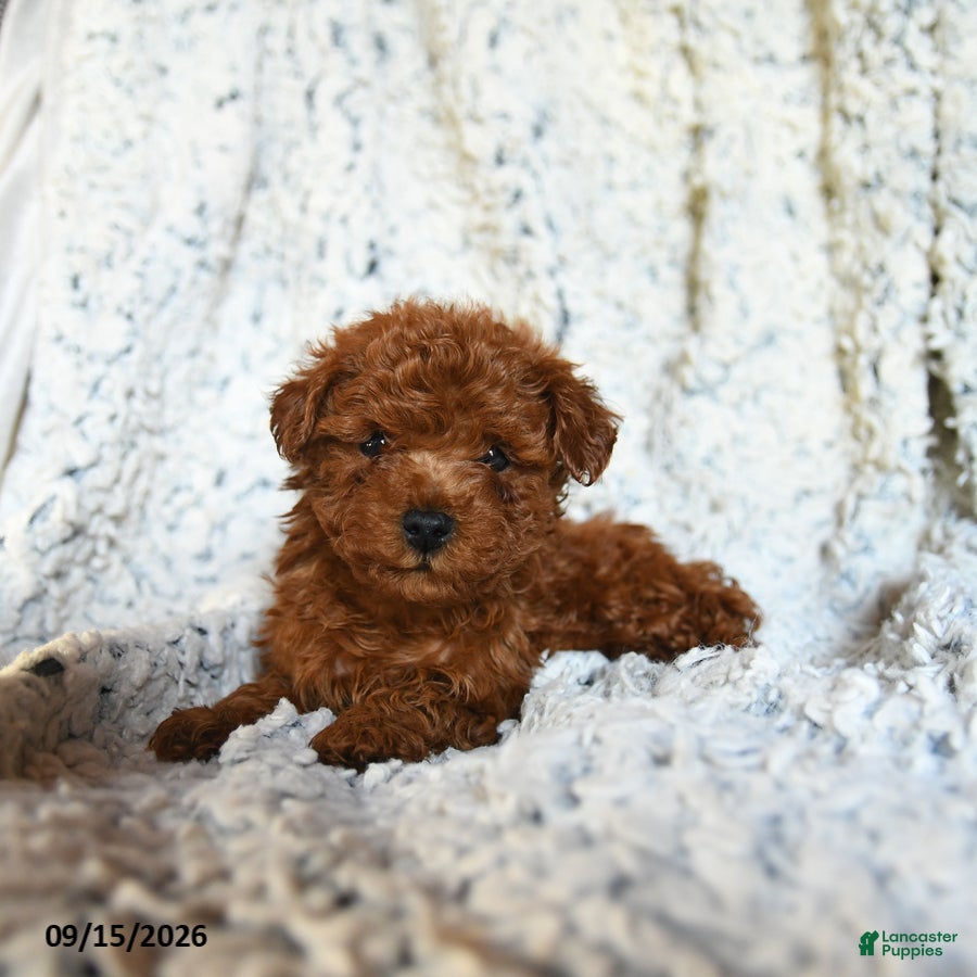 Toy Poodle dogs Butterscotch - Ad 2