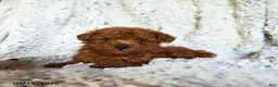 Toy Poodle dogs for sale: Butterscotch - Ad 2