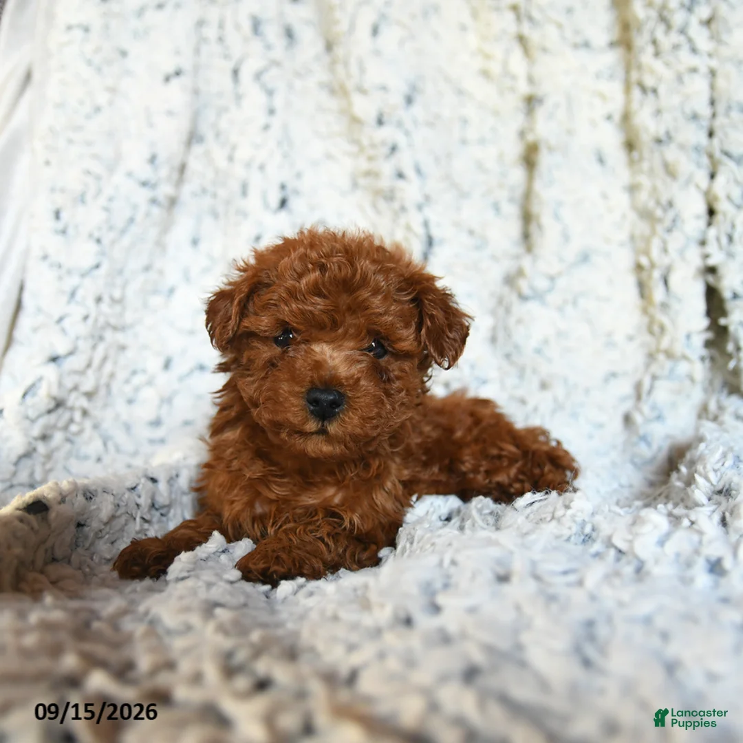 Toy Poodle dogs for sale: Butterscotch - Ad 2