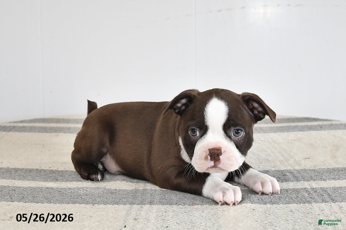 Boston Terrier dogs Flora - Ad 2
