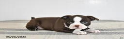 Boston Terrier dogs for sale: Flora - Ad 2