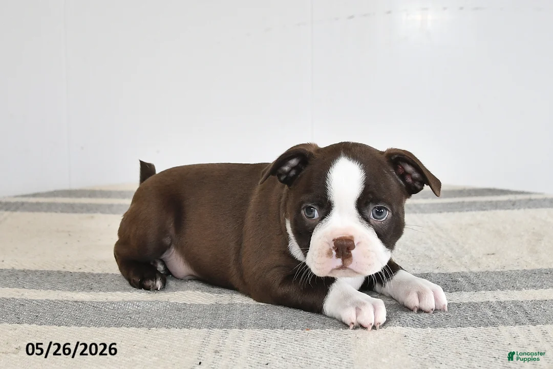 Boston Terrier dogs for sale: Flora - Ad 2