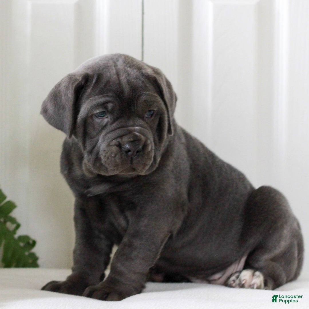 Cane Corso dogs for sale: Kasha - ICCF - Ad 2
