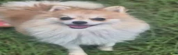 Pomeranian dogs for sale: Bear, Chase, Princess  - Ad 8