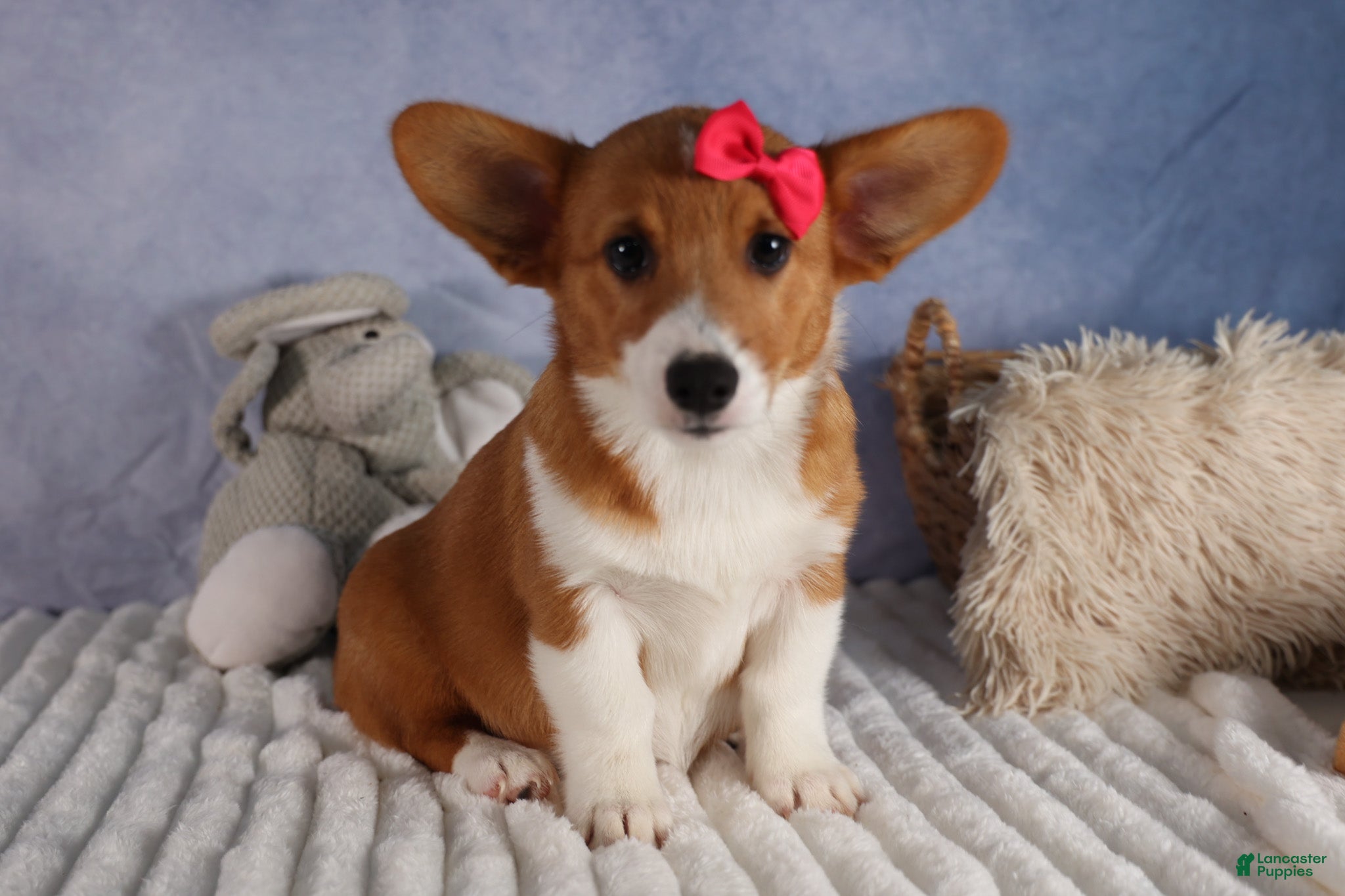 Pembroke Welsh Corgi