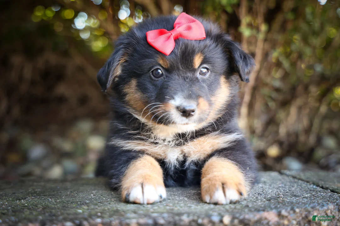 Mini Aussiedoodle dogs for sale: Laney🦋 - Ad 1