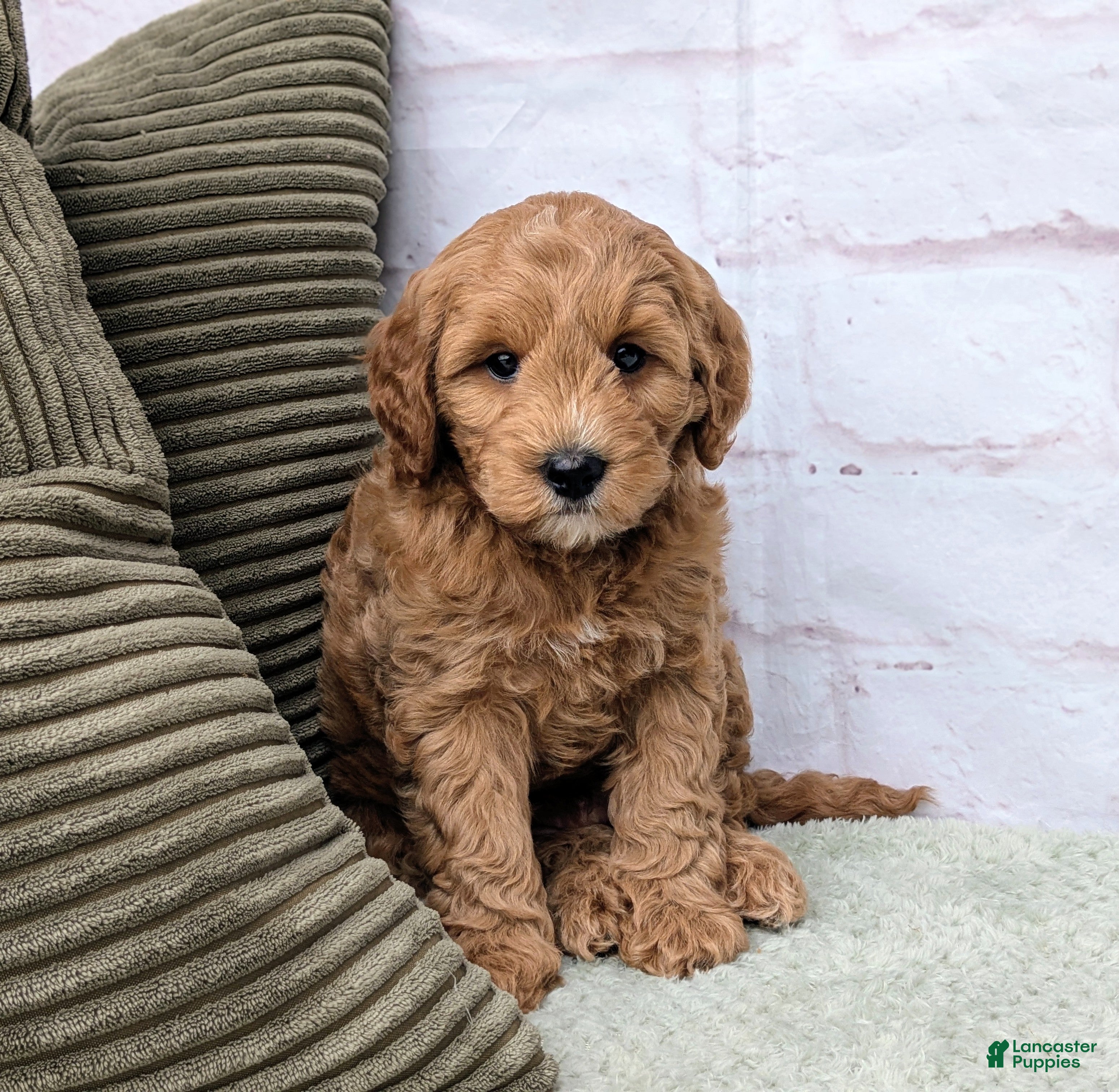Mini Goldendoodle dogs Milo - Ad 1