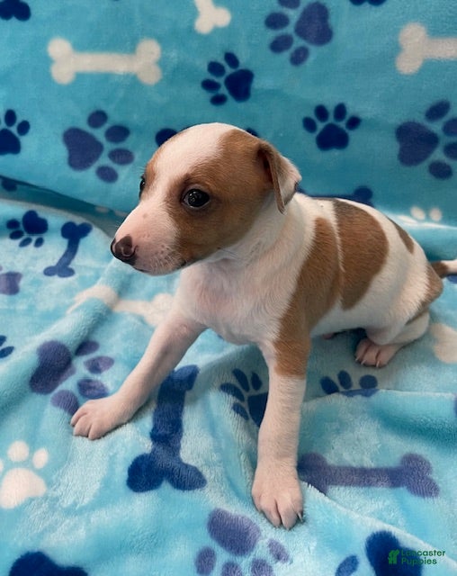 Italian Greyhound dogs Italian Greyhound Puppy 1 - Ad 2