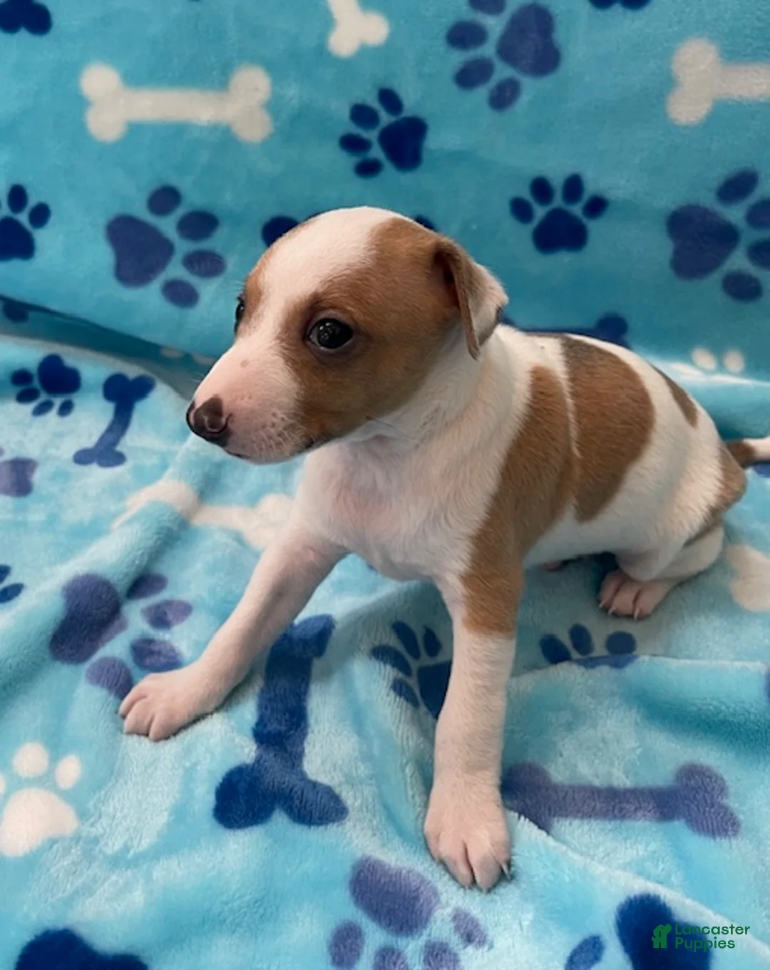 Italian Greyhound dogs for sale: Italian Greyhound Puppy 1 - Ad 2