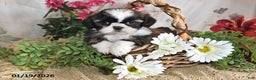 Shih Tzu dogs for sale: Beauty - Ad 1