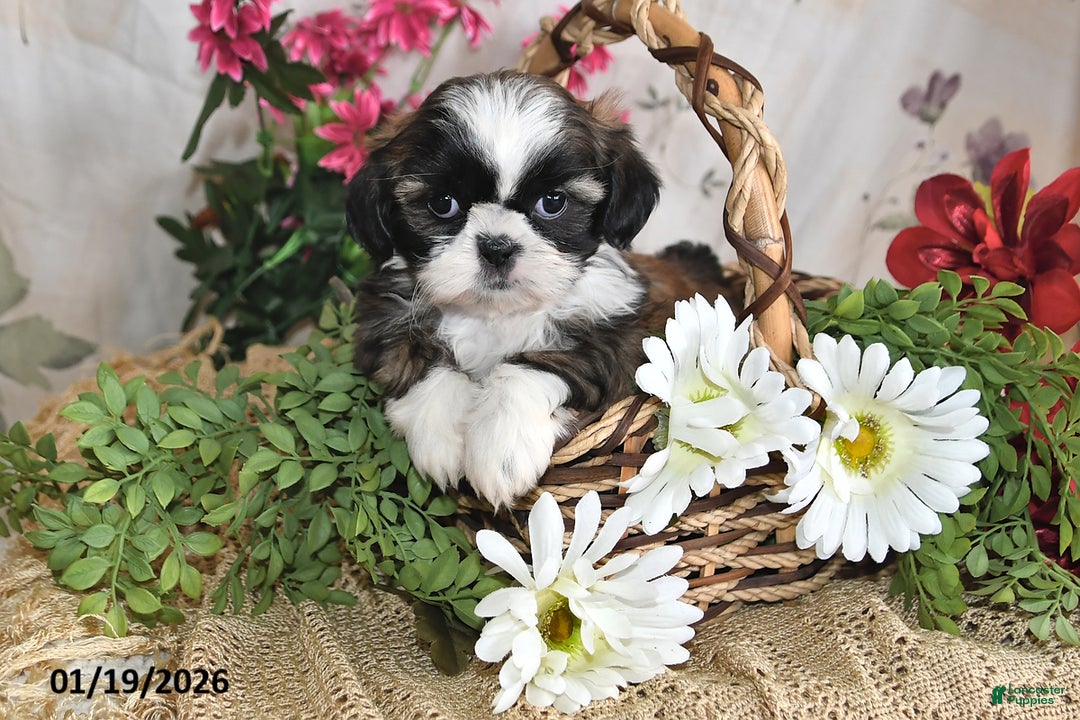 Shih Tzu dogs for sale: Beauty - Ad 1