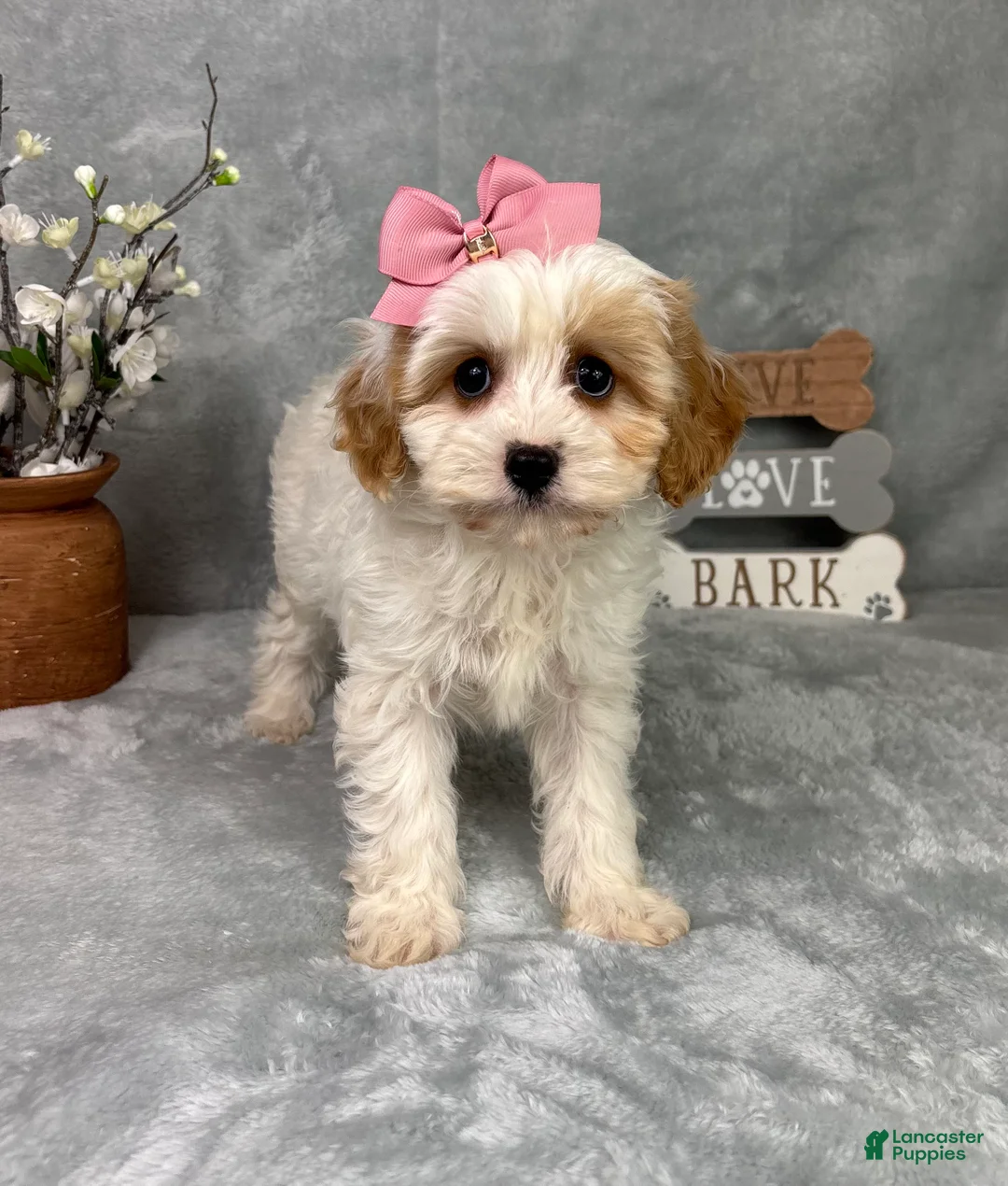 Cavapoo dogs for sale: Rachel - Ad 5