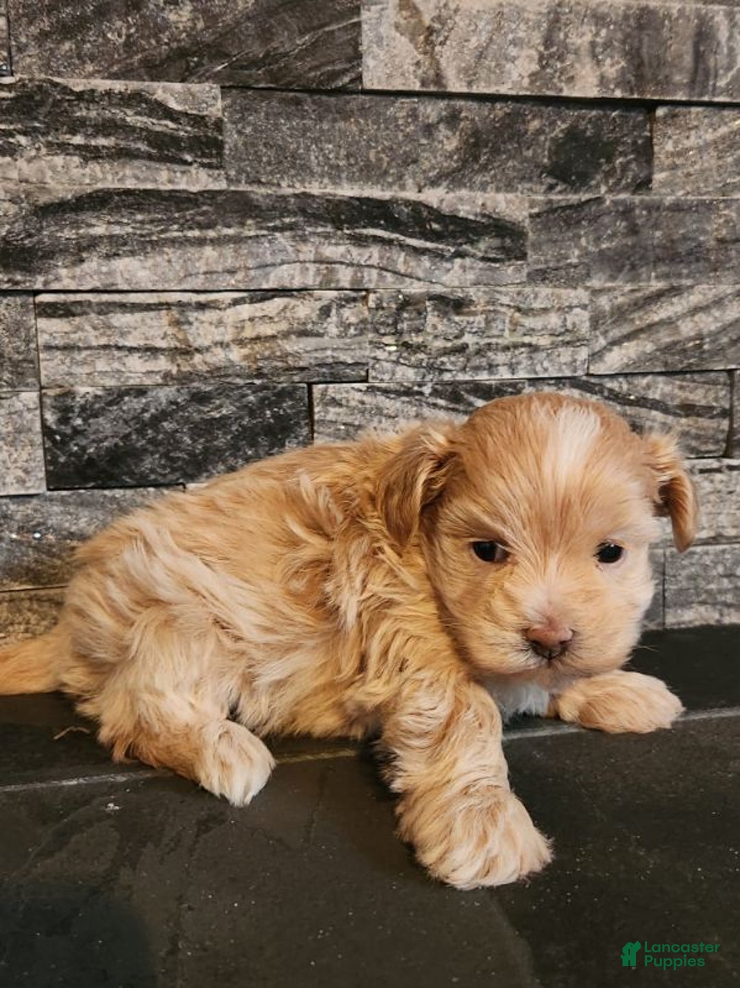 Maltipoo dogs for sale: Charley - Ad 7