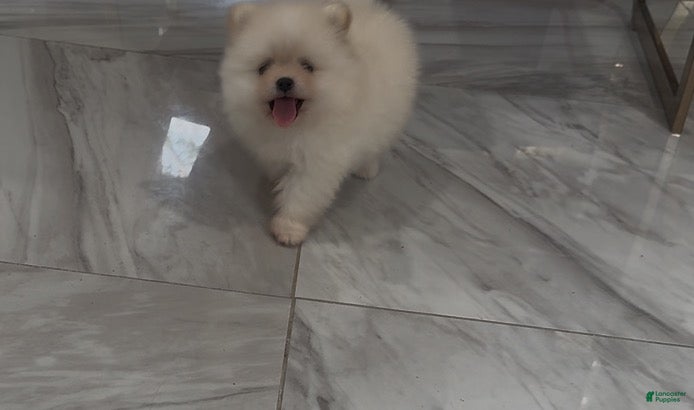 Pomeranian dogs Paris - Ad 2