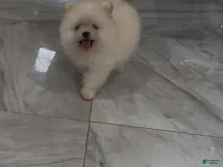Pomeranian dogs Paris - Ad 2