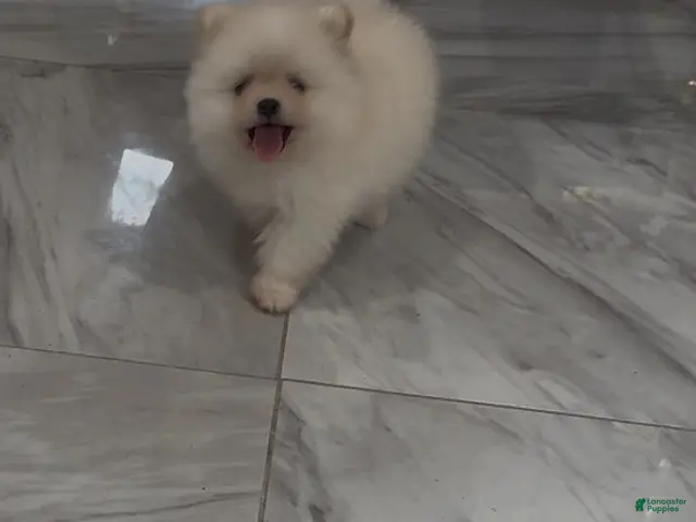 Pomeranian dogs for sale: Paris - Ad 2