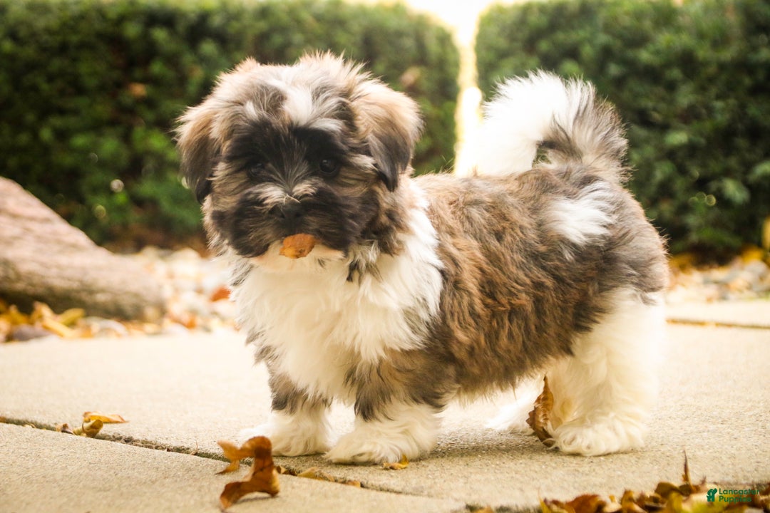 Havanese dogs for sale: Hoosier - Ad 5