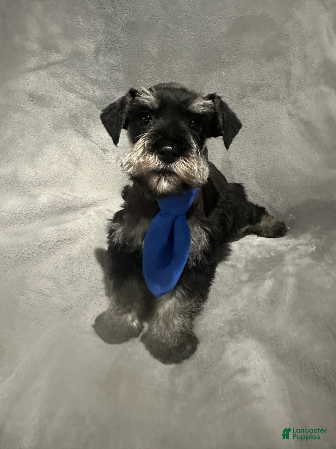Miniature Schnauzer dogs for sale: Fritz - Ad 5
