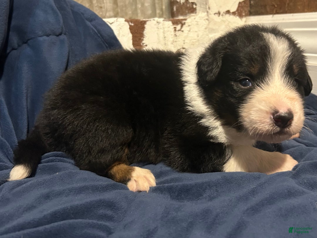 Australian Shepherd dogs for sale: Ruth - Ad 11