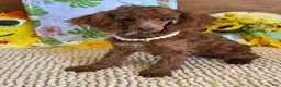 Toy Poodle dogs for sale: Lottie - Ad 4