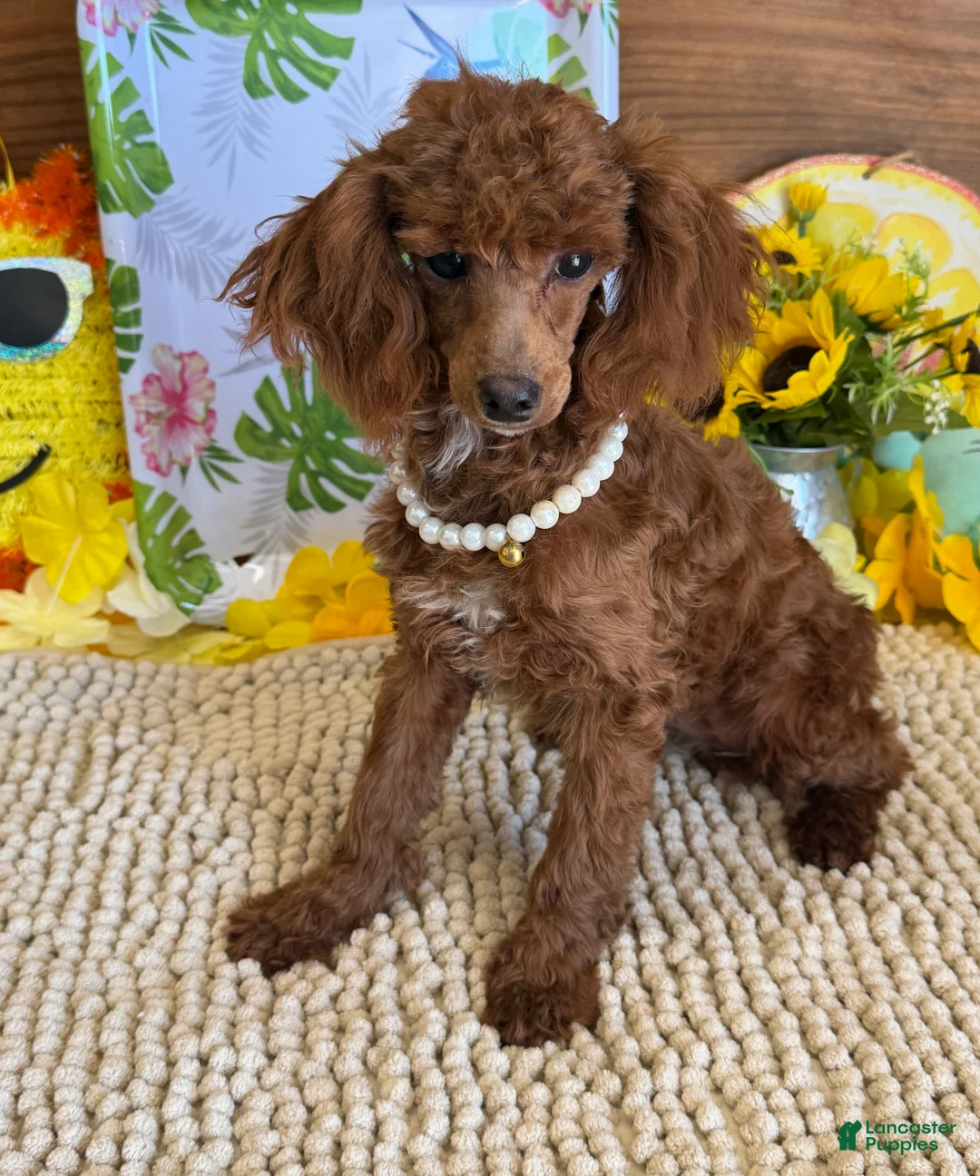 Toy Poodle dogs for sale: Lottie - Ad 4