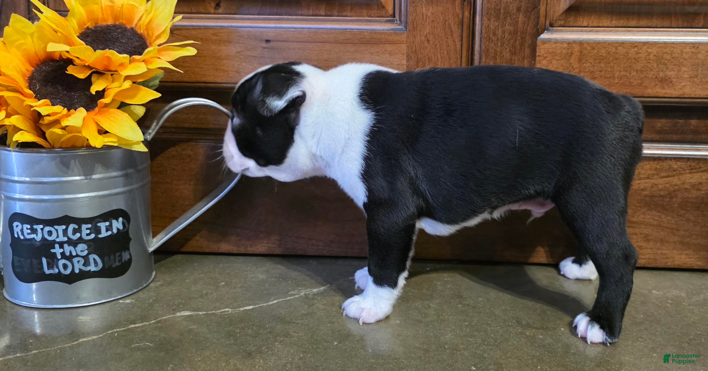 Boston Terrier dogs Jamie Boston Terrier  - Ad 2