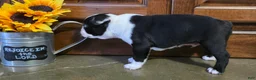 Boston Terrier dogs for sale: Jamie Boston Terrier  - Ad 2