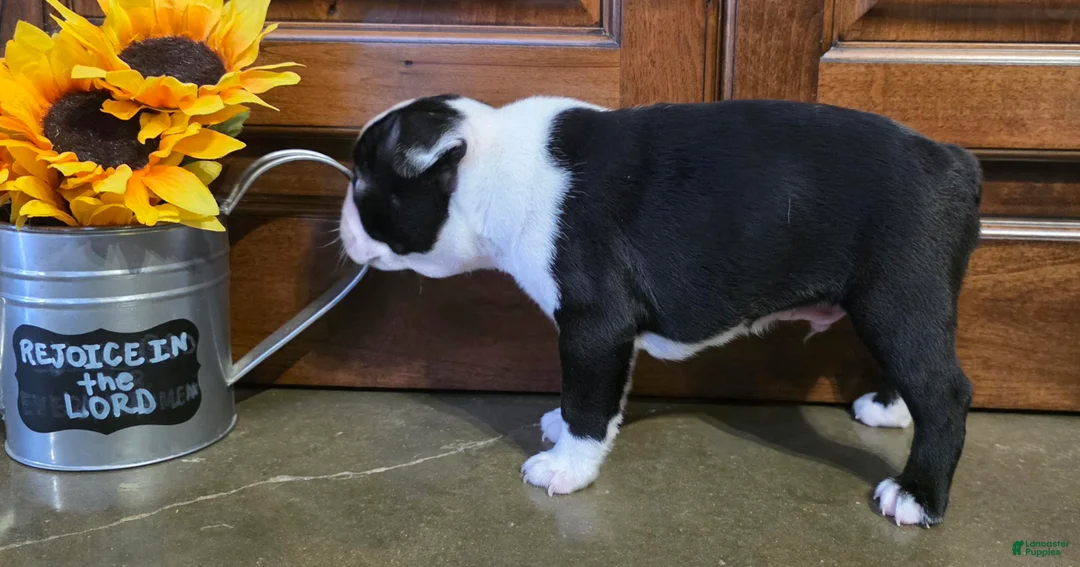 Boston Terrier dogs for sale: Jamie Boston Terrier  - Ad 2