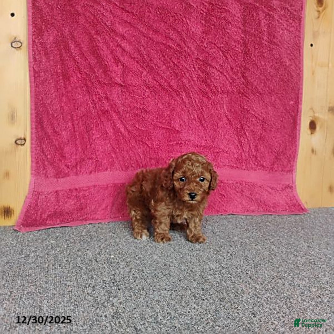 Toy Poodle dogs for sale: Cupcake - Ad 5