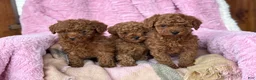 Toy Poodle dogs for sale: Nana - Ad 14