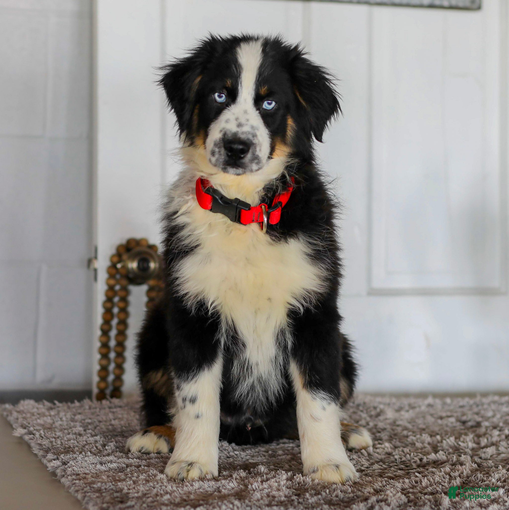 Australian Shepherd dogs Dustin - Ad 1