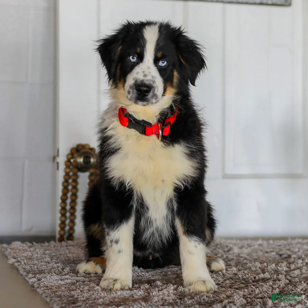 Australian Shepherd dogs for sale: Dustin - Ad 1