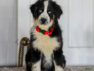 Australian Shepherd dogs for sale: Dustin - Ad 2