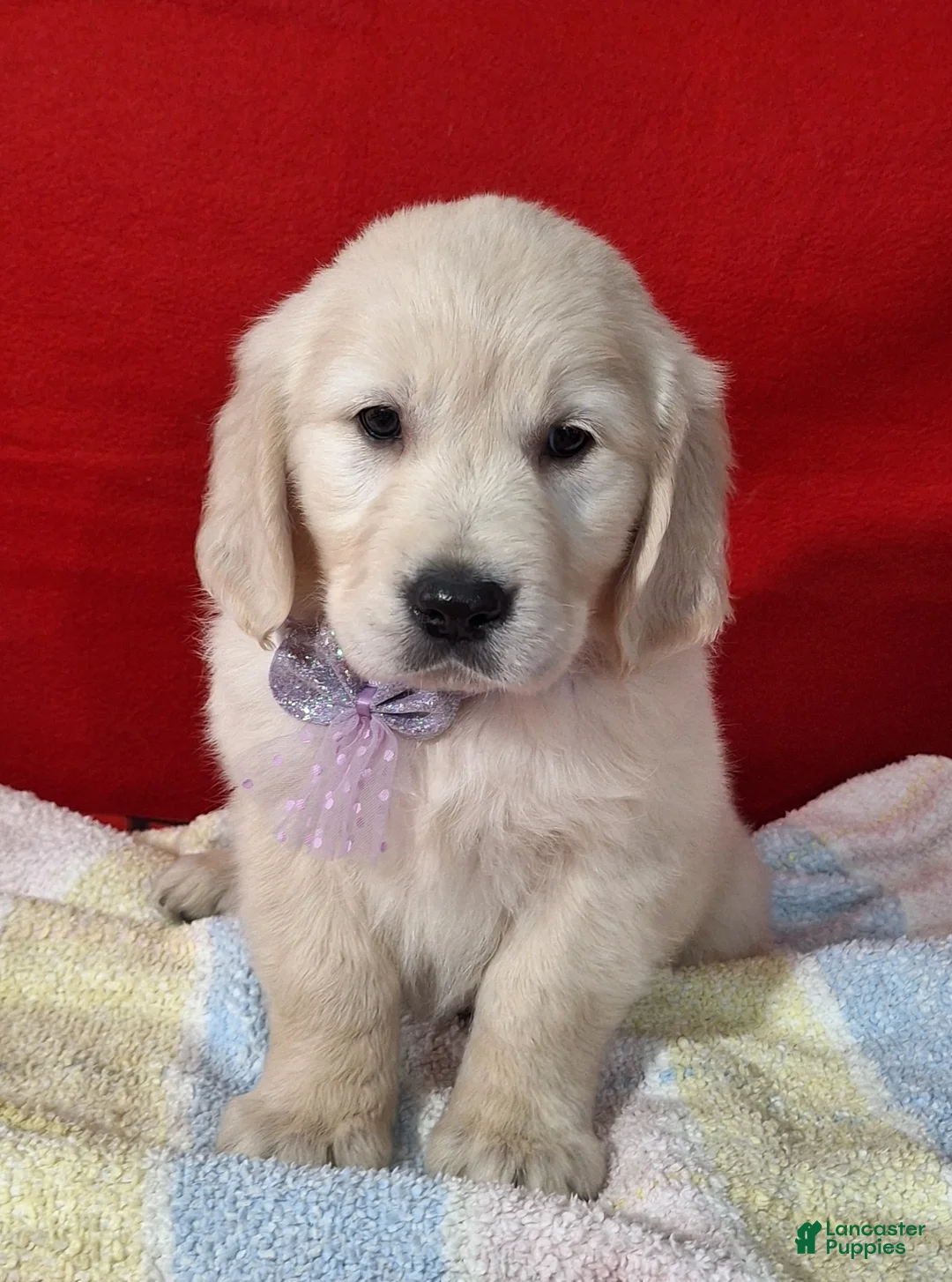 Golden Retriever dogs for sale: Bryna - Ad 1