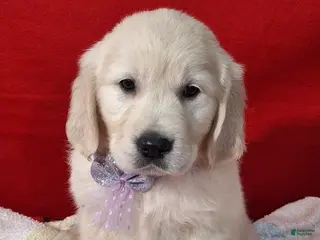 Golden Retriever dogs Bryna - Ad 36