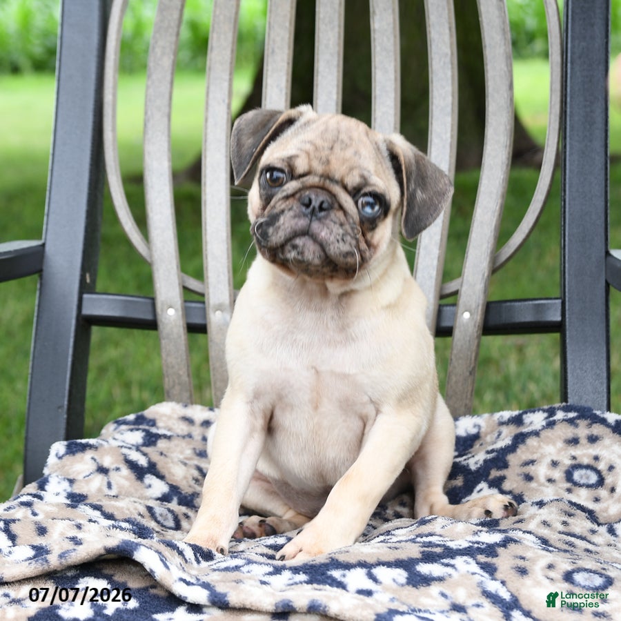 Pug dogs for sale: Sebastian - Ad 1