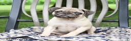 Pug dogs for sale: Sebastian - Ad 1
