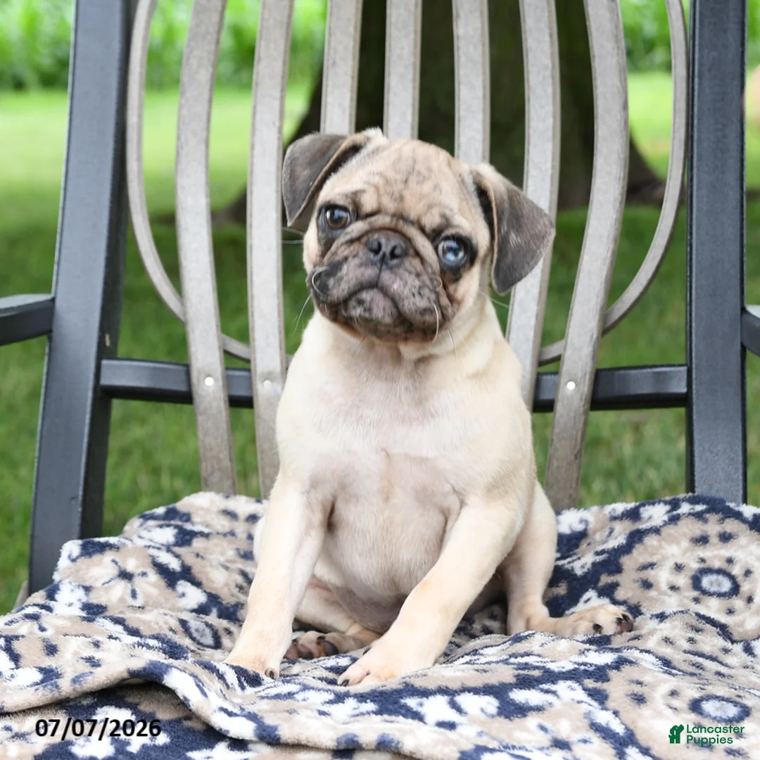 Pug dogs for sale: Sebastian - Ad 1