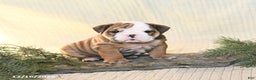 English Bulldog dogs for sale: Snowflake - Ad 2