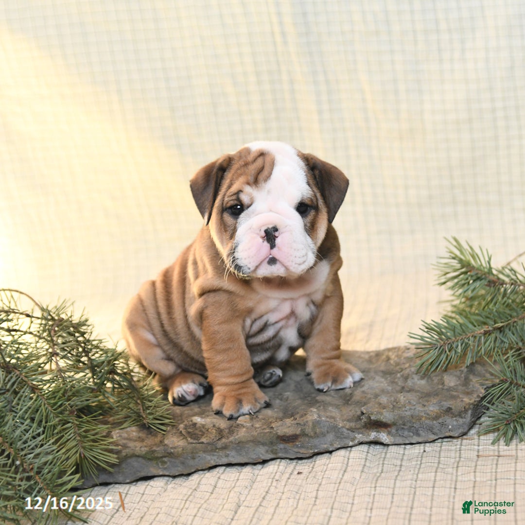 English Bulldog dogs for sale: Snowflake - Ad 2