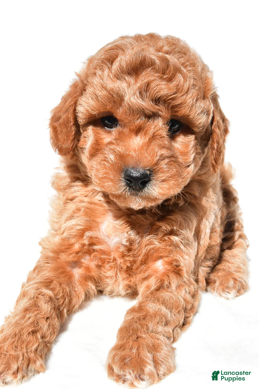 Miniature Poodle dogs for sale: Charlie - Ad 2